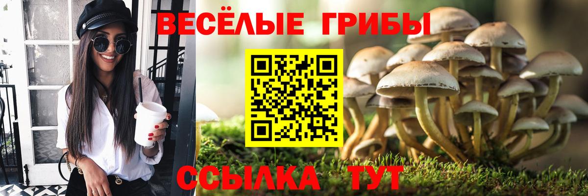 Азнакаево  купить   Вход с VPN  Псилоцибиновые грибы Cubensis 